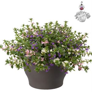 Afbeelding van Hp30 Scaevola Mix